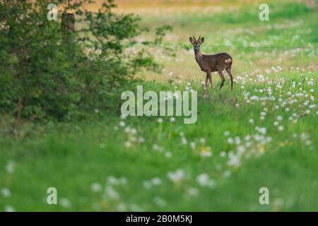 Giovane roebuck in prato con dandelions dietro filo spinato. Foto Stock