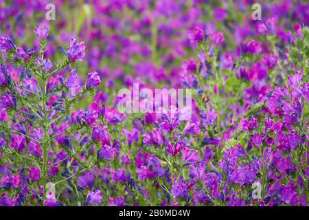 Campo di fiori Viola-bugloss (Echium plantagineum) Foto Stock