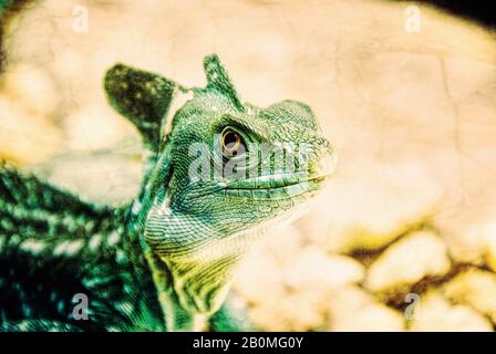 Un lucertola verde maschio con basilisk verde crestato con occhi gialli luminosi. Arte digitale Foto Stock