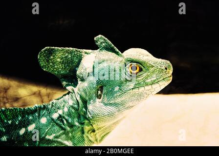 Un lucertola verde maschio con basilisk verde crestato con occhi gialli luminosi. Arte digitale Foto Stock