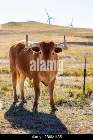 Turbine eoliche in campo contro il cielo blu con una mucca Foto Stock