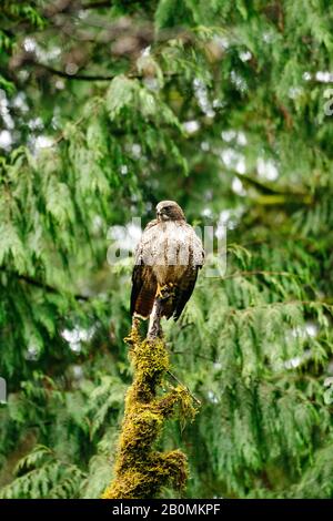 Ritratto di primo piano di un falco dalla coda rossa in una foresta dello stato di Washington Foto Stock