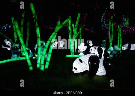 Charleston, SC - 2 febbraio 2020: Lanterne di ispirazione cinese di panda Bears al Magnolia Plantation Festival of Lights Foto Stock