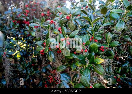 Un cespuglio sacro con bacche rosse luminose e foglie verde scuro Foto Stock