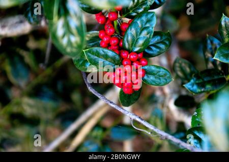 Un cespuglio sacro con bacche rosse luminose e foglie verde scuro Foto Stock