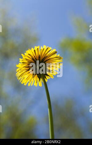 Primo piano di un singolo Taraxacum giallo - dente di leone fiore in primavera. Foto Stock