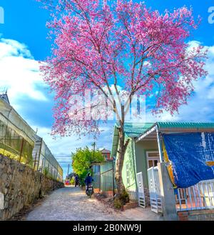 Paesaggio alberi di ciliegio in fiore in un vivace sole del mattino, tutti creano un senso di giocosità e carattere highlands quando la primavera arriva in da Lat, Foto Stock