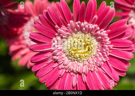 Gerbera 'Garvinea Sweet Memories' fiore in estate. Foto Stock