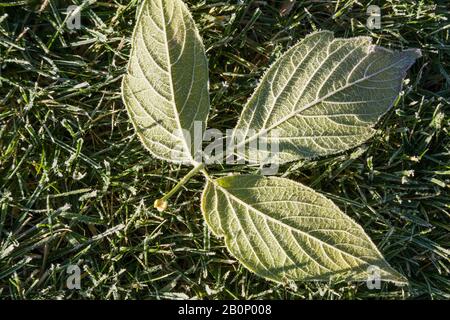 Fraxinus velutina - Velvet Frassino foglie coperte di gelo di mattina presto sul prato verde erba in autunno. Foto Stock