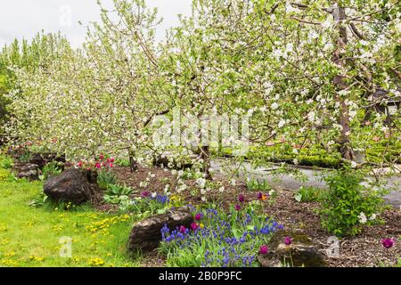 Malus 'Richelieu' - alberi di mele in fiore, Muscari armeniacum - giacinto d'uva, viola e fucsia Tulipa - fiori tulipani in bordo di pacciame in primavera Foto Stock