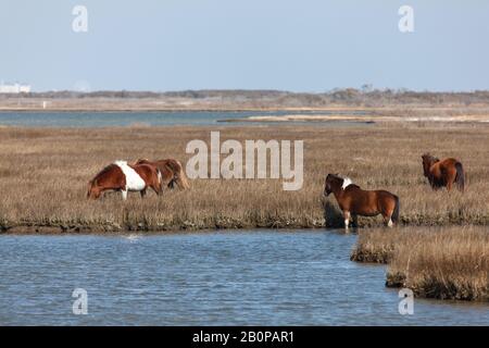 Wild Horses Sulla Seashore Nazionale Dell'Isola Di Assateague, Md Foto Stock