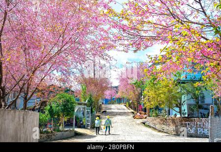 Paesaggio di campagna con file di fiori di ciliegio fiorisce lungo la strada e silhouette di persone che camminano lungo la strada tranquilla vicino a da Lat, Vietnam Foto Stock