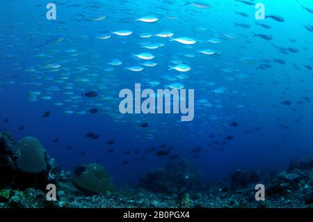 Aggregazione di fusiliari lunari, Caesio lunaris, fusiliari yellowtail, Caesio cuning, e arancia socket surgeonfish, Acanthurus auranticavus, Komodo Na Foto Stock