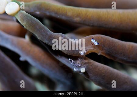 Gamberetto di anemone aggraziato, Ancylomenes venustus, su un tentacolo di anemone, Parco Nazionale di Komodo, Indonesia Foto Stock