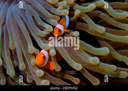 Due falsi anemonefish clown, Amphiprion ocellaris, sui tentacoli di anemone, Parco Nazionale di Komodo, Indonesia Foto Stock