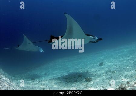 Due mante Rays, Manta birostris, Parco Nazionale di Komodo, Indonesia Foto Stock