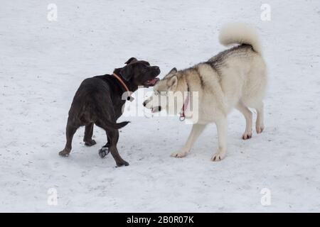 Il cucciolo di marusky siberiano e di mastiff italiano giocano nel parco invernale. Animali domestici. Cane di razza. Foto Stock