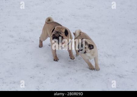 Due graziosi pugs cinesi sono a piedi nel parco invernale. Animali domestici. Cane di razza. Foto Stock