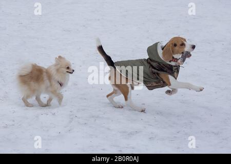 Il simpatico cucciolo di spitz e il cucciolo di beagle inglese corrono su una neve bianca nel parco invernale. Animali domestici. Cane di razza. Foto Stock