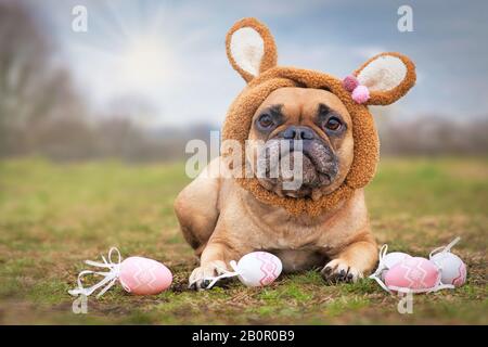 Cane coniglietto di Pasqua con Bulldogs francesi marroni vestiti con l'orecchio di coniglio costume di fascia sdraiato all'aperto sull'erba circondato da uova di pasqua rosa Foto Stock