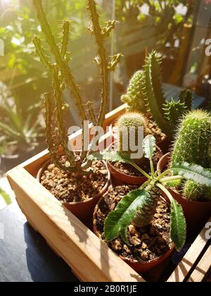 cactus in vaso di legno vintage con luce del mattino, la coltivazione di cactus è un hobby popolare Foto Stock