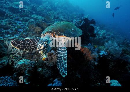 Tartaruga marina di Hawksbill, Eretmochelys imbricata, alimentazione sul substrato della barriera corallina, Parco Nazionale di Komodo, Indonesia Foto Stock