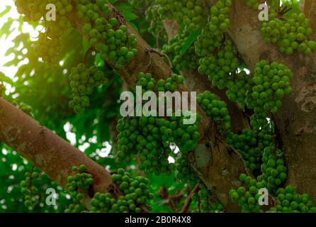 Cluster fig (Ficus racemosa) in foresta tropicale. Vista dal basso dell'albero verde nella foresta tropicale. Closeup crudo e maturo cluster di fig su rami di albero. Foto Stock