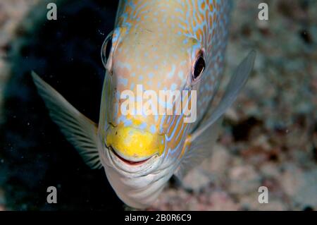 Pesce rapa dorato, Siganus guttatus, Sipadan Island, Malesia Foto Stock