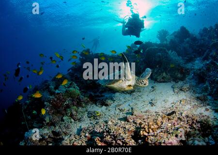 Fotografo subacqueo scatta una tartaruga marina verde, Chelonia mydas, su una barriera corallina, Sipadan Island, Malesia Foto Stock