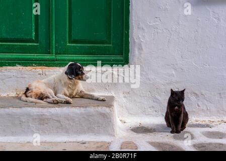 Gatto e cane seduti insieme di fronte ad una vecchia casa tradizionale di Mykonos in Grecia Foto Stock