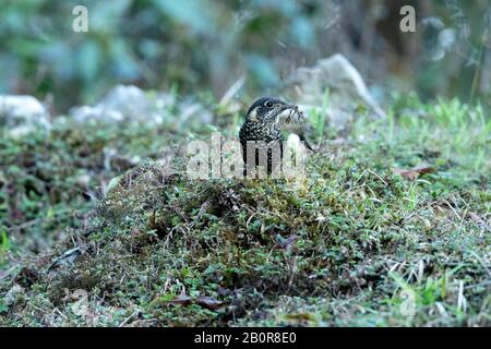 Chestnut Bellied Rock Thrush, Femmina Monticola Rufiventrale, Parco Nazionale Della Neora Valley, Kalimpong, Bengala Occidentale, India Foto Stock