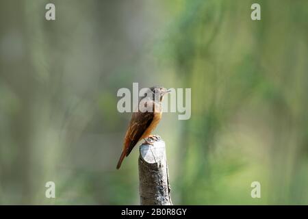Ferruginoso Flycatcher, Muscicapa Ferruginea, Parco Nazionale Della Valle Di Neora, Kalimpong, Bengala Occidentale, India Foto Stock