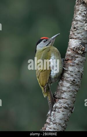 Picchio grigio testa (maschio), Picus canus, Sattal, Nainital, Uttarakhand, India Foto Stock