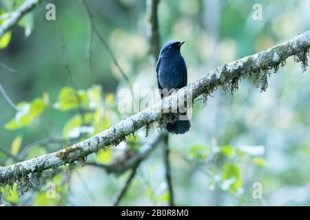 Grande Niltava, Niltava Grandis, Neora Valley National Park, Kalimpong, Bengala Occidentale, India Foto Stock