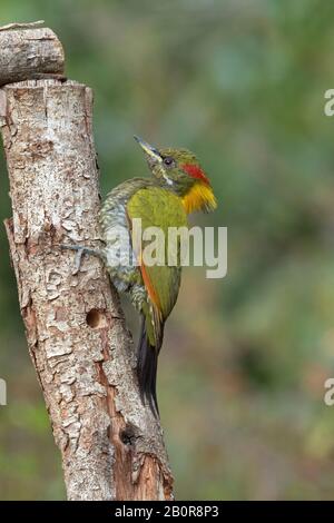 Meno Yellownape, Picus Clorolophus, Sattal, Nainital, Uttarakhand, India Foto Stock