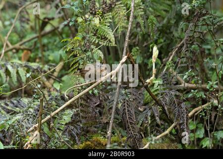 Rufous Throtated Wren Babbler, Spelaeornis Caudatus, Parco Nazionale Della Valle Di Neora, Kalimpong, Bengala Occidentale, India Foto Stock