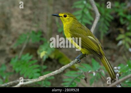 Bulbul Giallo Brunito, Incita Di Acritillas, Santuario Degli Uccelli Di Salim Ali, Kerala, India Foto Stock