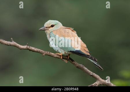 Rullo Europeo, Coracias Garrulus, Jhalana Forest Reserve, Jaipur, Rajasthan, India Foto Stock