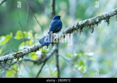 Grande Niltava, Maschio, Niltava Grandis, Neora Valley National Park, Kalimpong, Bengala Occidentale, India Foto Stock