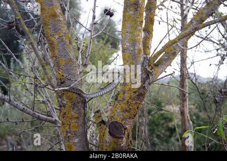 Un primo piano di un serpente a frusta di ferro di cavallo sui rami di un albero di mandorla Foto Stock