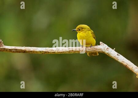 Bulbul, Ancritillas Indica , Ganeshgudi, Karnataka, India Foto Stock