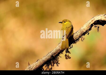 Bulbul, Ancritillas Indica , Ganeshgudi, Karnataka, India Foto Stock