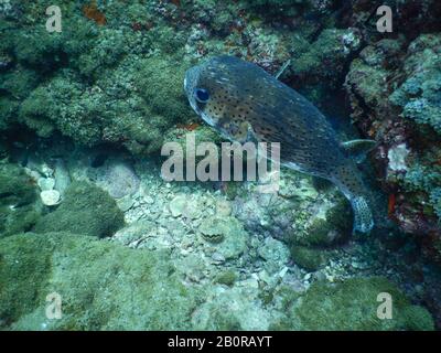 Pufferfish, Porcupine Puffer, Diodon Hocanthus, India Foto Stock