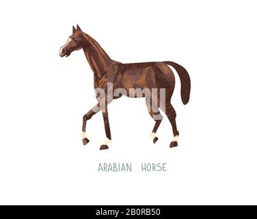 disegno a mano di cavallo arabo illustrazione vettoriale dello schizzo Illustrazione Vettoriale