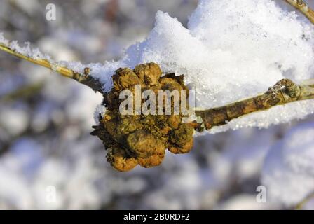 Ramo con il gall bedeguar su di esso coperto di neve bianca lanuginosa primo piano dettaglio, inverno in foresta, sfondo Foto Stock