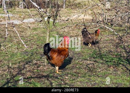 Gallo e gallina nel cortile rurale camminare liberamente e cercare alimenti naturali. Foto Stock