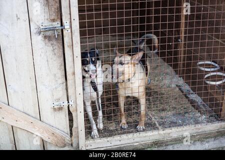 cani in gabbia in ricovero animale Foto Stock