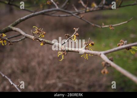 Hamamelis virginiana in fiore Foto Stock