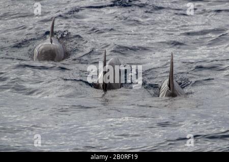 Tre pinne di delfino che si avvicinano Foto Stock