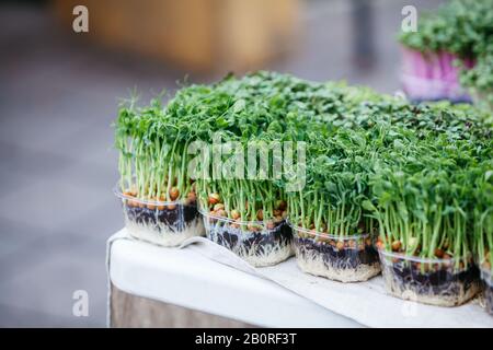 pianta verde in una pentola di piselli freschi Foto Stock